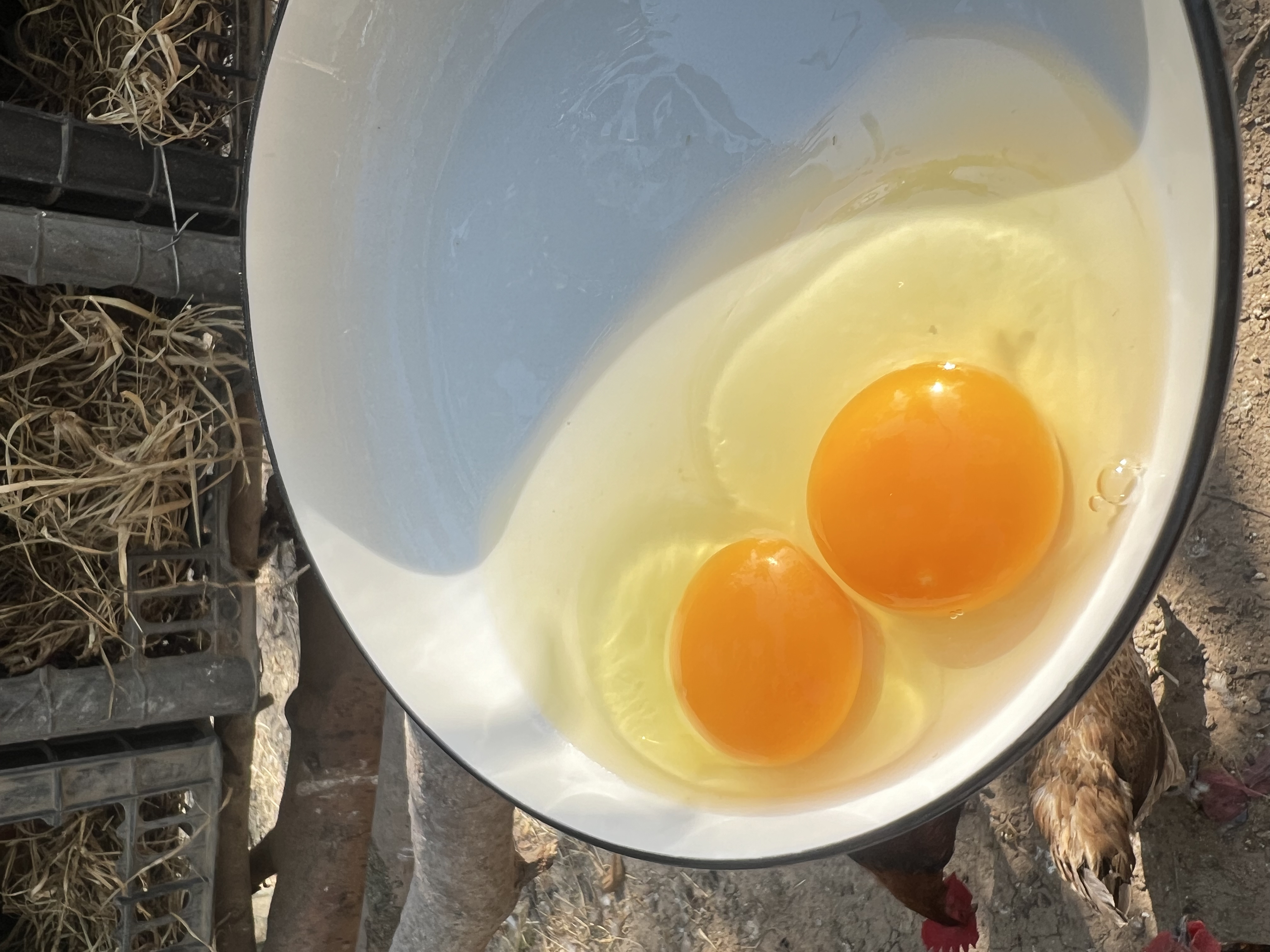 六十枚核桃树林散养土鸡蛋 无添加纯粮喂养笨鸡蛋