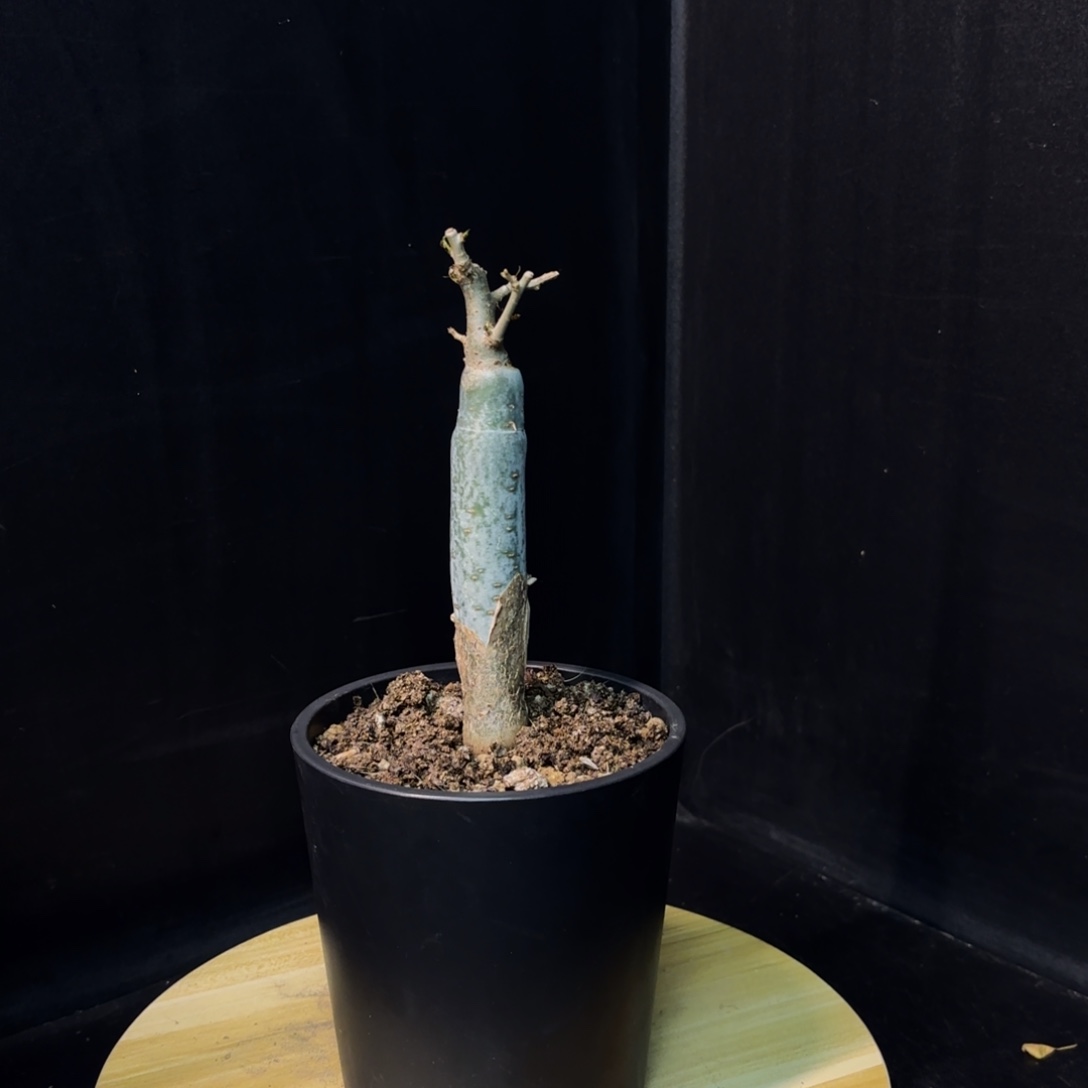 芳香裂榄开播福利