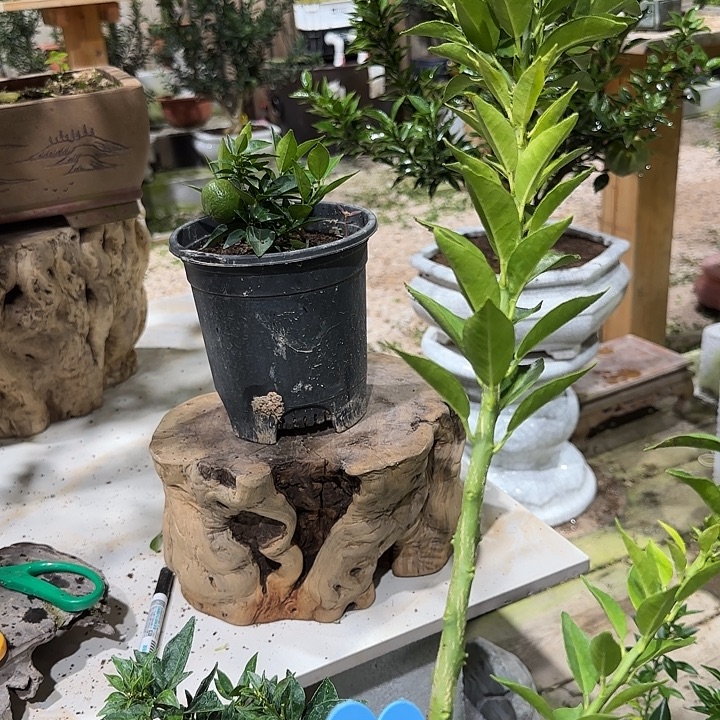 陆***鼎直播间八房柑一物一拍