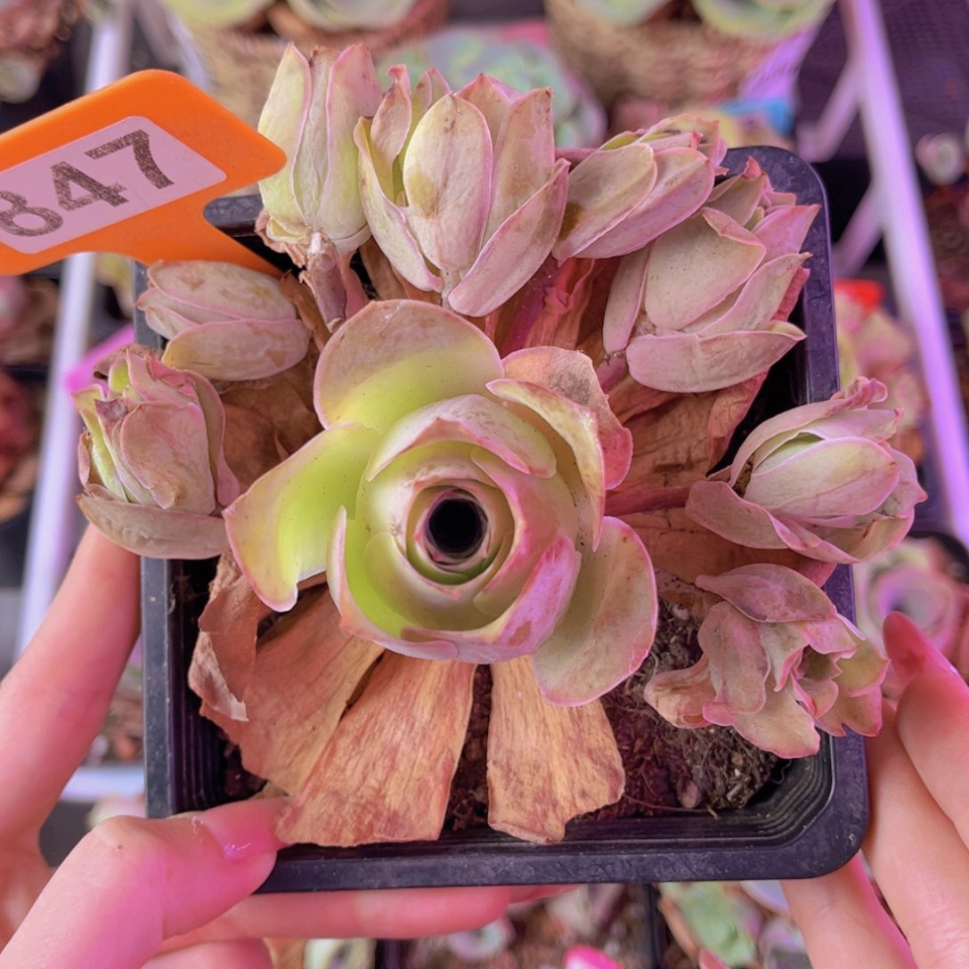 单品一物一拍847号