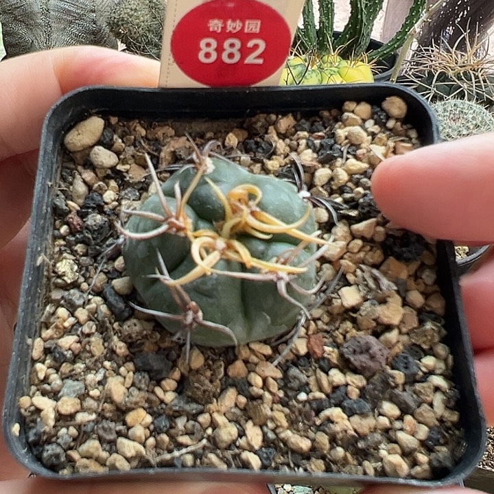 实生冢原海王一棵仙人球