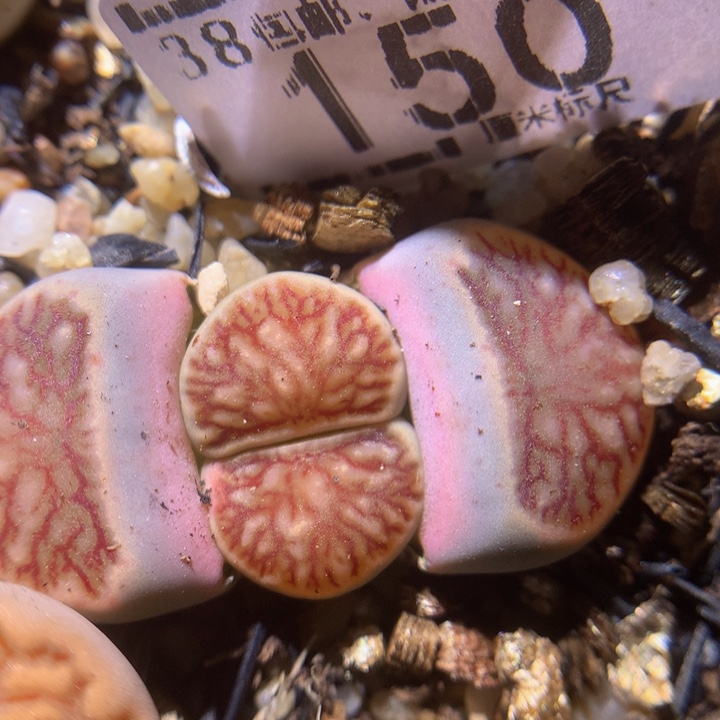 ZZ精品生石花150