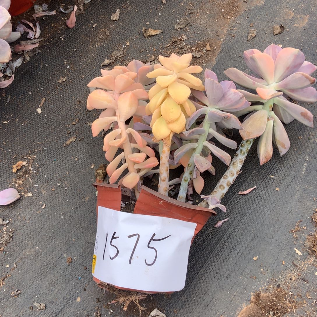 恋***夏紫乐锦1575晓晓一物一拍拉拉