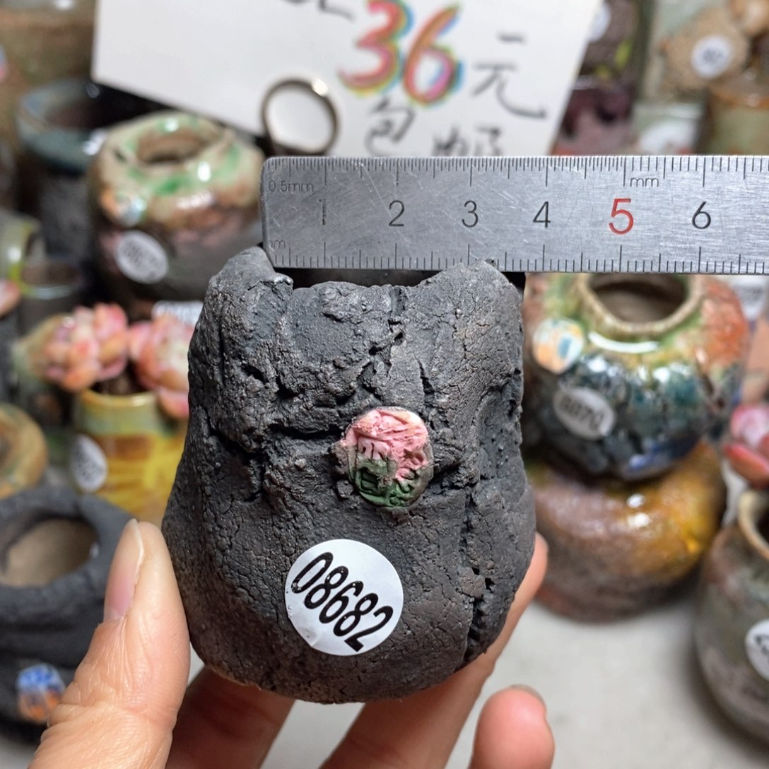 花盆拍3送一个小礼物