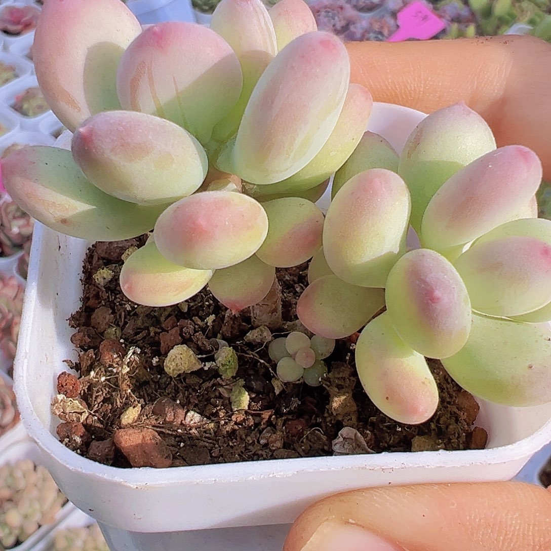 双头老桩苹果奶19包邮