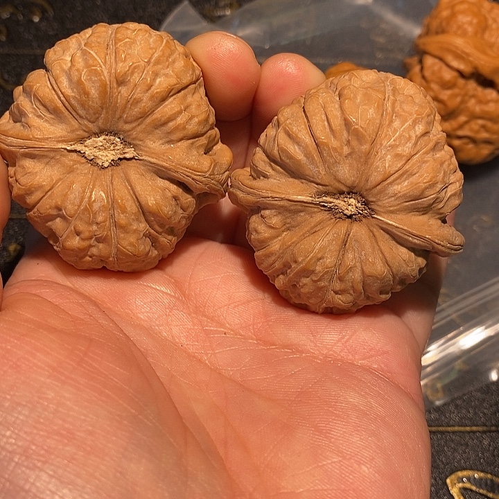 晚***海手串/手链核桃42南瓜