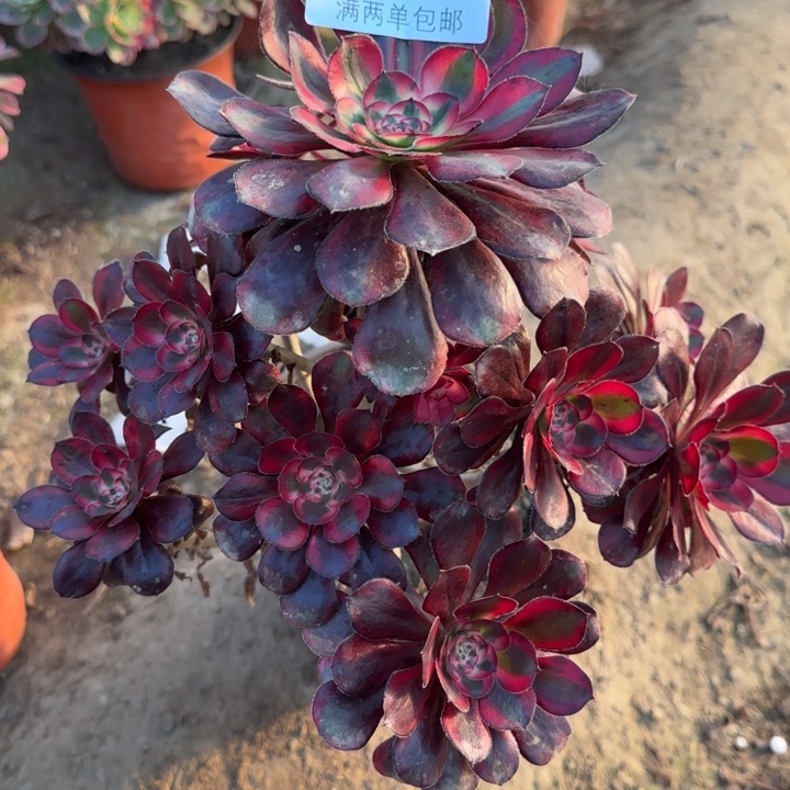 8331香奈儿多肉植物