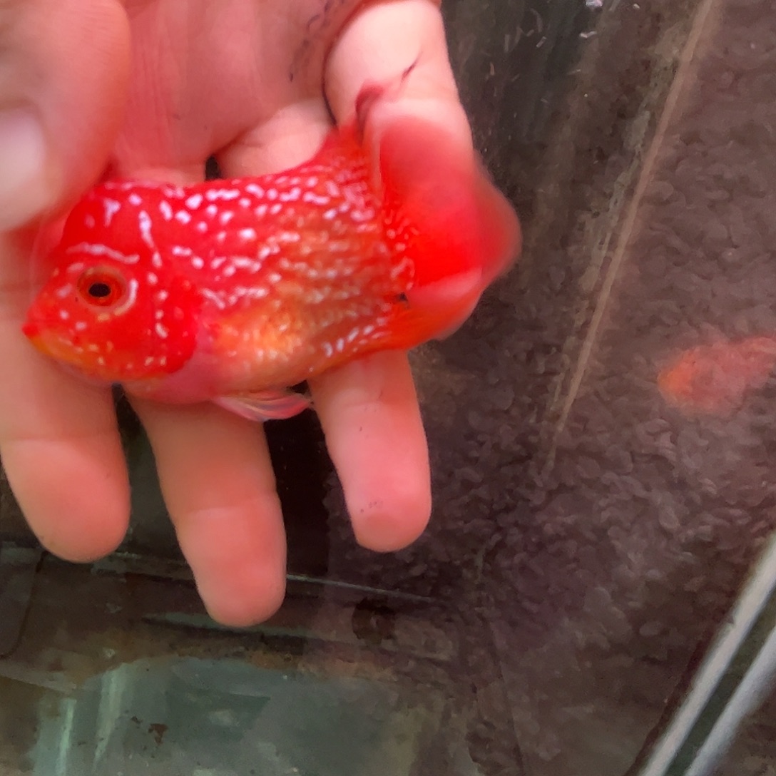 喵***锵海水鱼888888888火凤凰