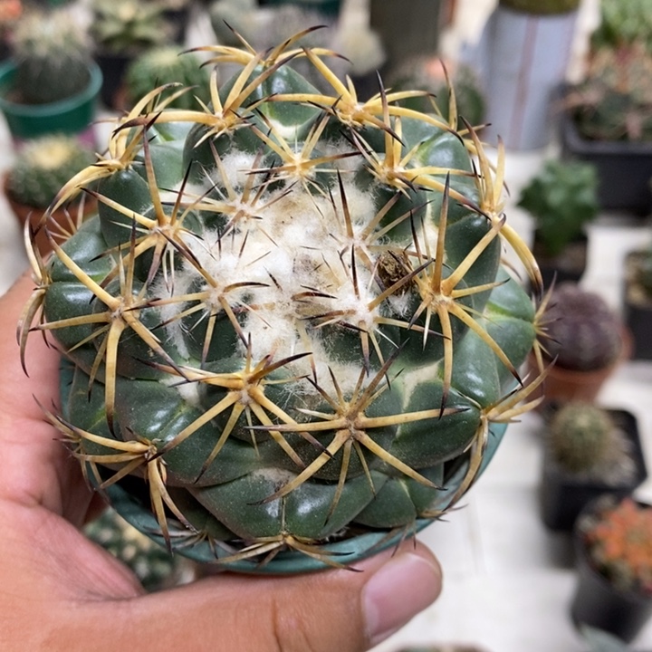 实生中号天丝象牙特价