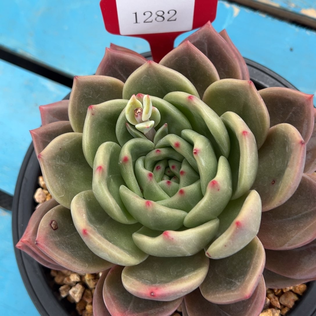 兜****?1282肉多哦度哟多哦度校长