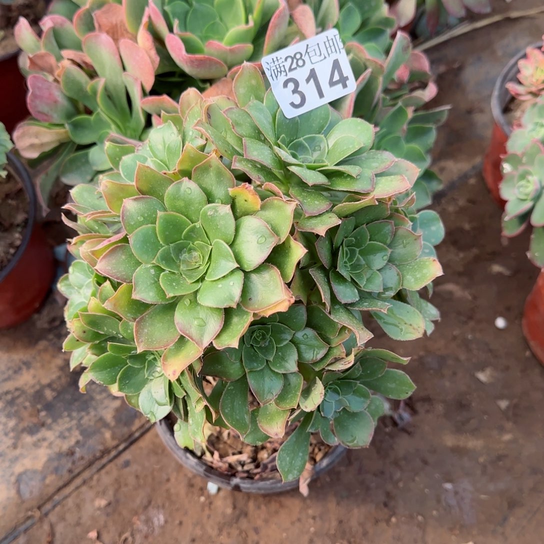 绿玫瑰多肉314满28包邮断枝不包