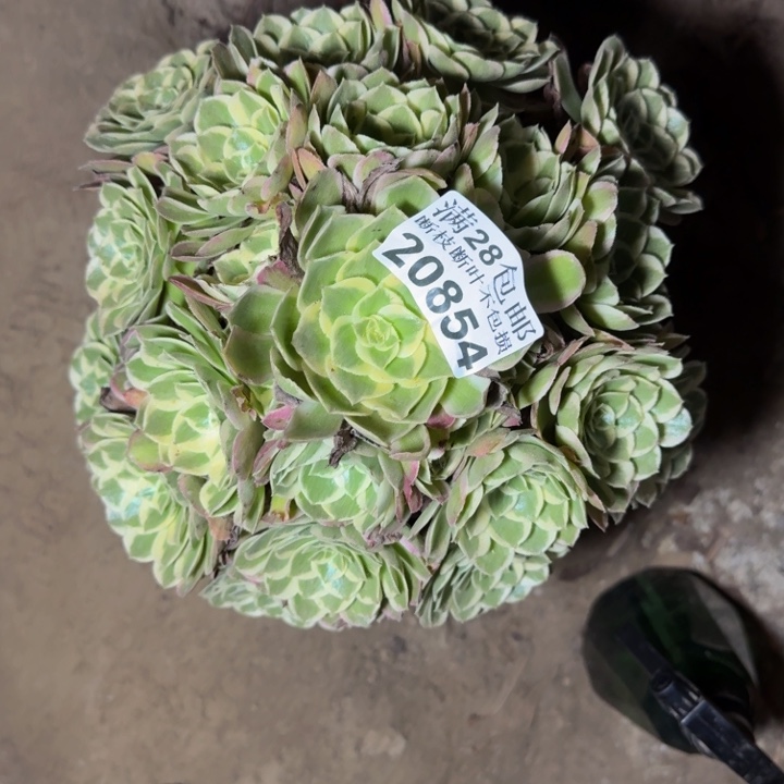 20854海鲜多肉植物