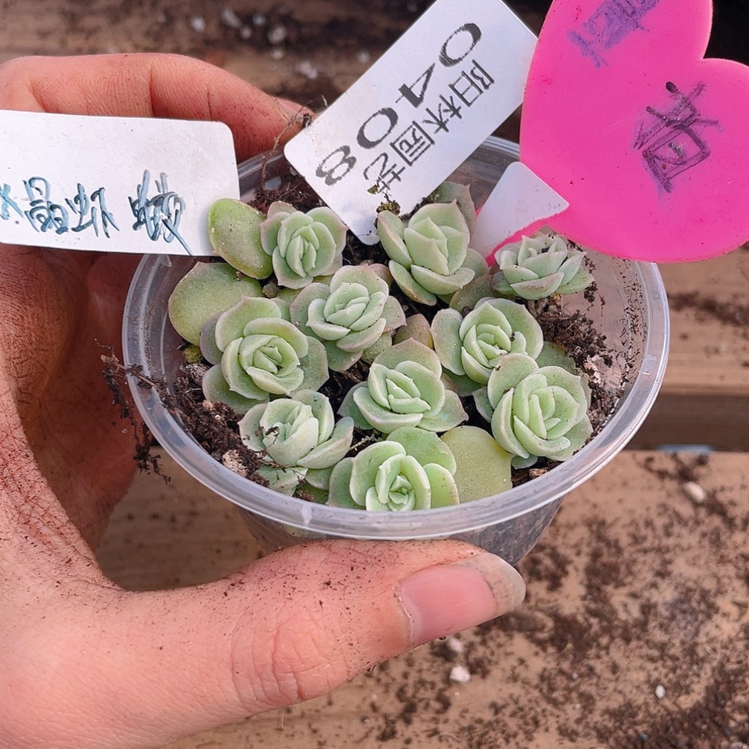 量拍多肉植物多肉植物408