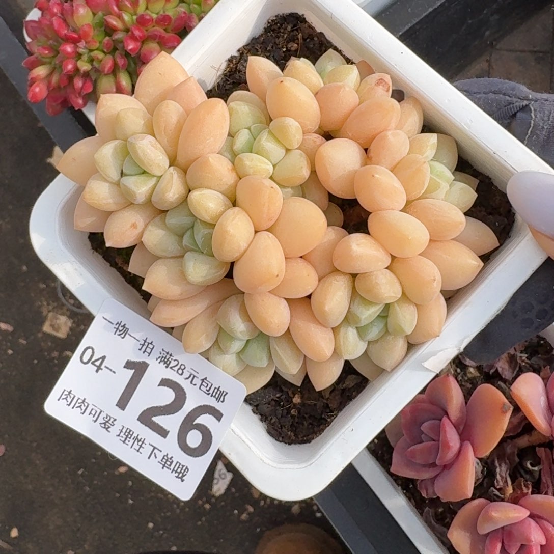 泡泡糖无盆土发货无