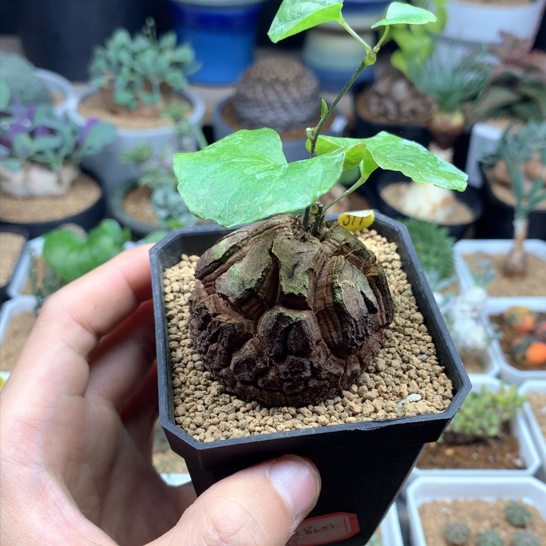 福利南非龟甲龙带盆发货4.8