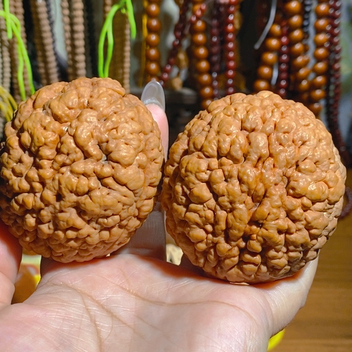 野生三瓣脑纹大金刚5565