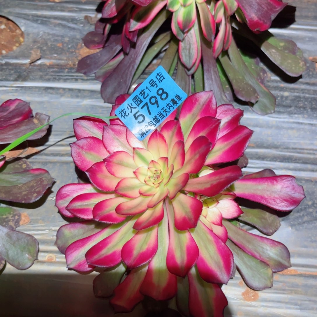 人**梦红魔5798多肉植物