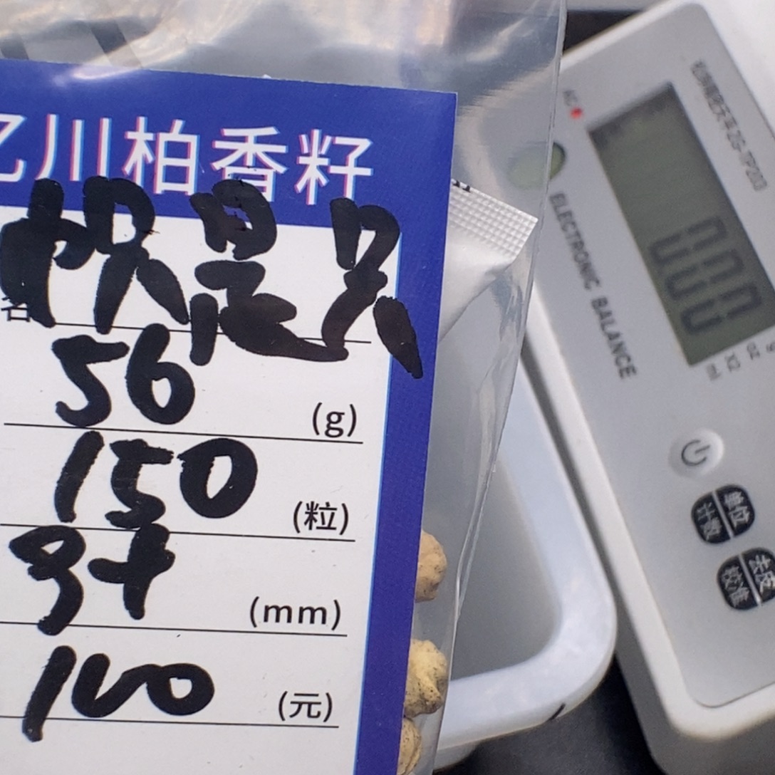 帜****柏香籽/百香籽吊坠