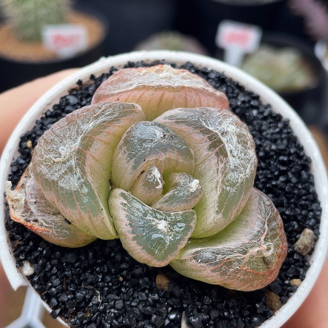 实生粉窗佛座箍仙人球