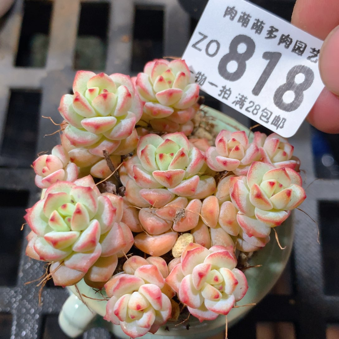 5CM拇指盆精控多肉ZO818