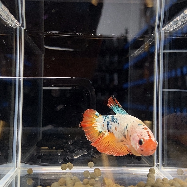 斗鱼黑255号巨斗将军