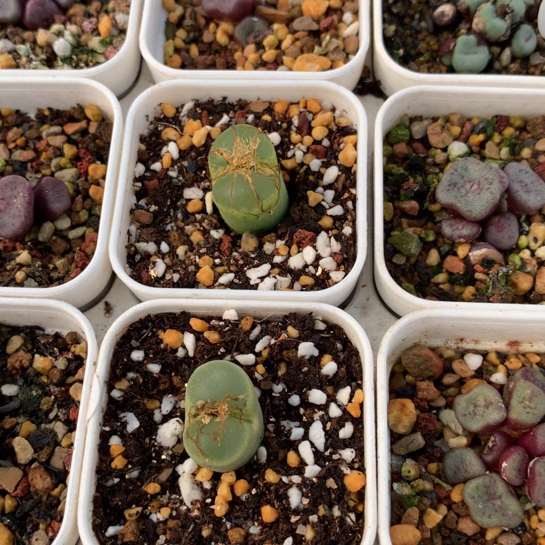 a415香蕉风铃两颗