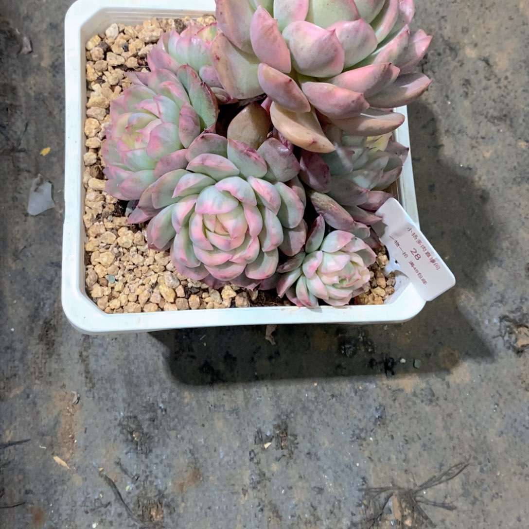 迪***主蛋糕锦多肉植物老桩
