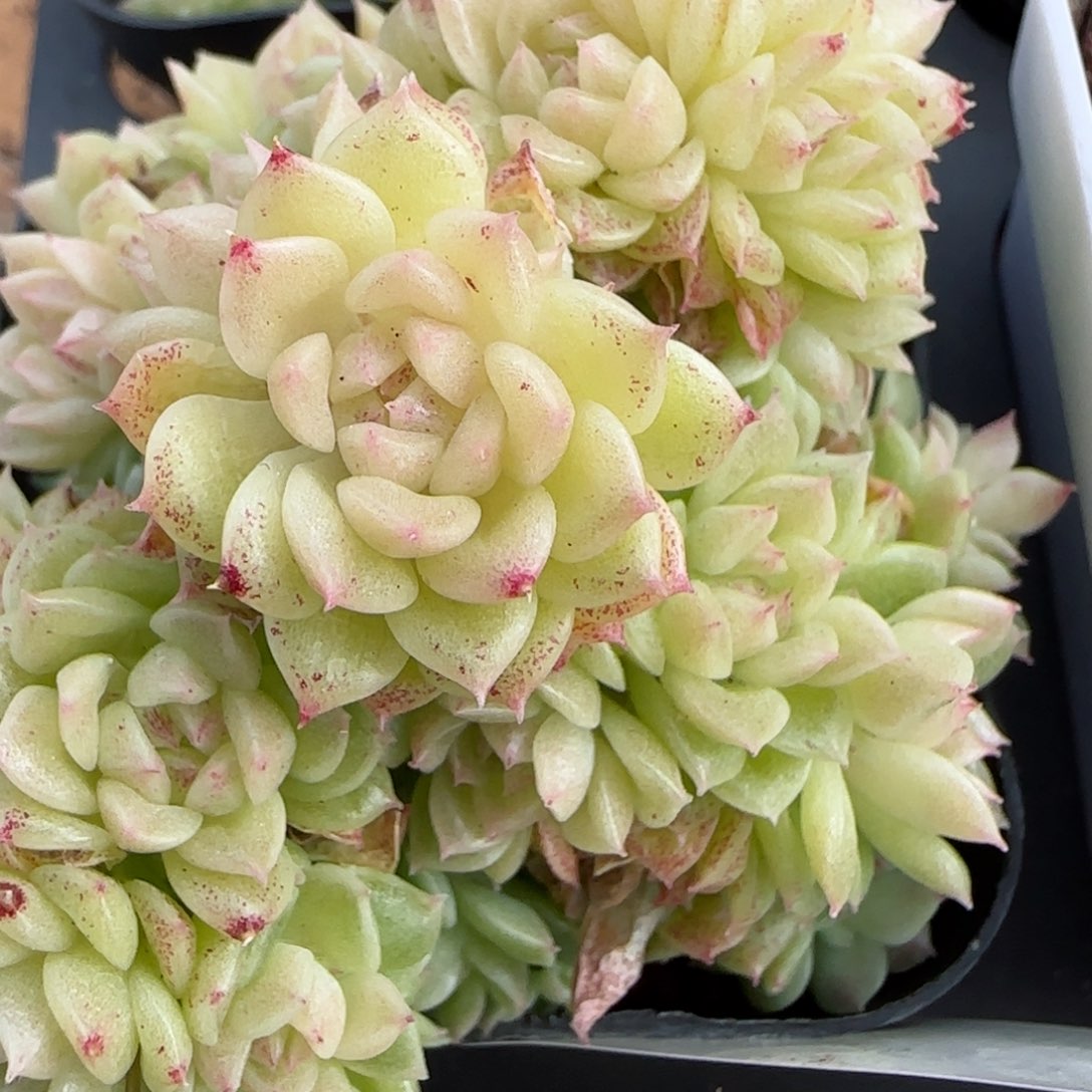 花语逸镜0208-544