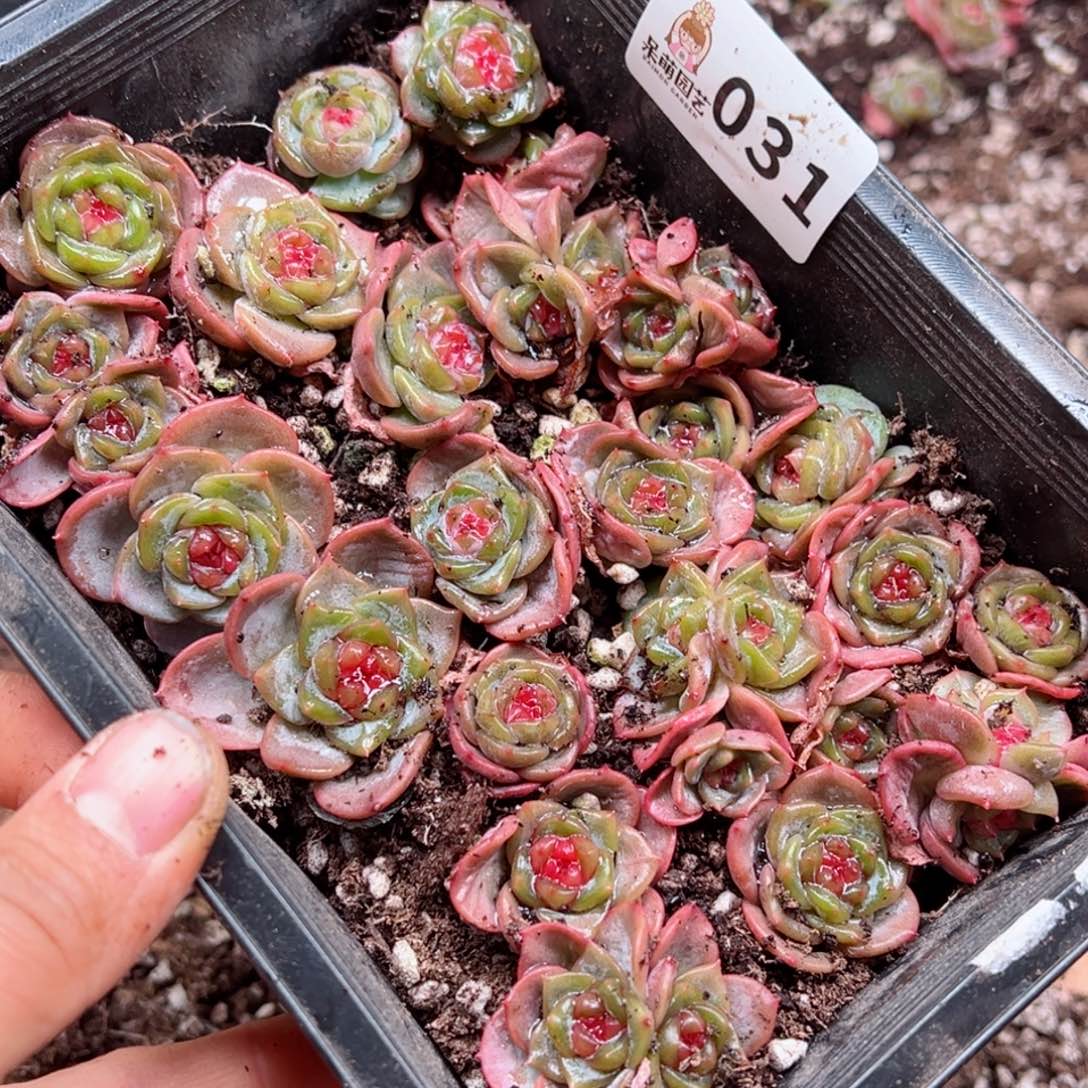 ·*散多肉植物多肉植物