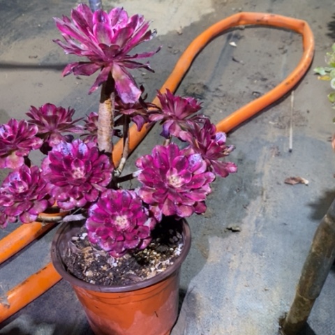 美肌9多肉植物法师