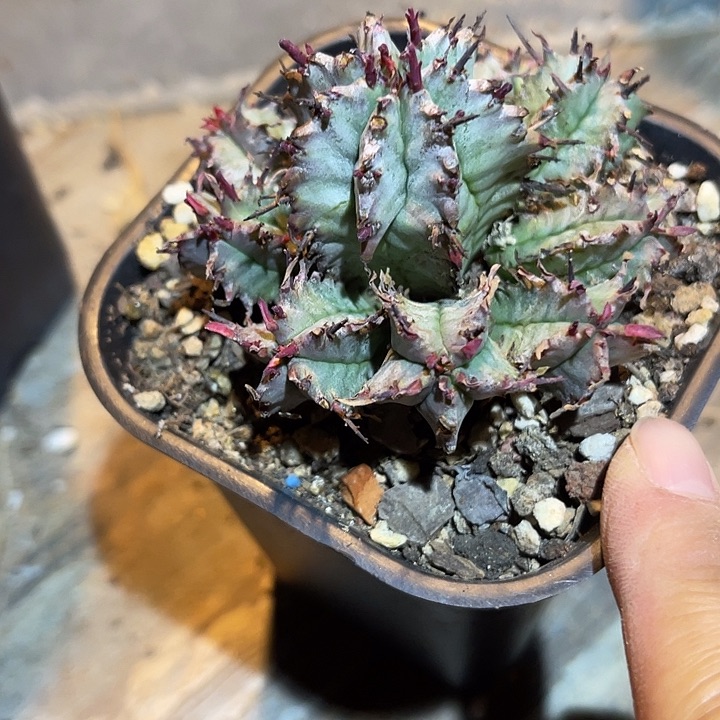 满38包邮2天凑单，脱土晾根发货多肉植物魁伟玉