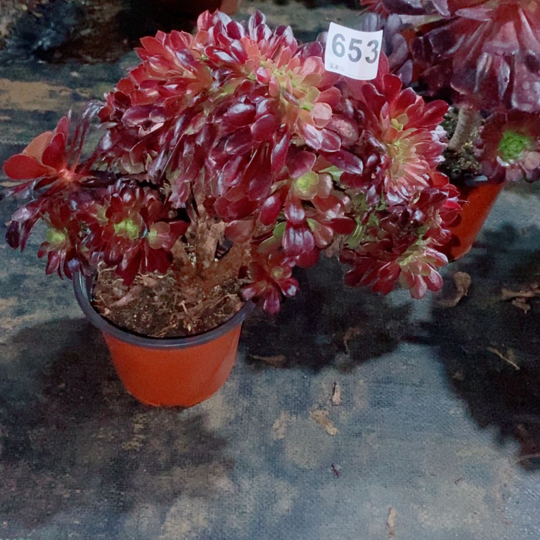 欧紫缀653多肉1111