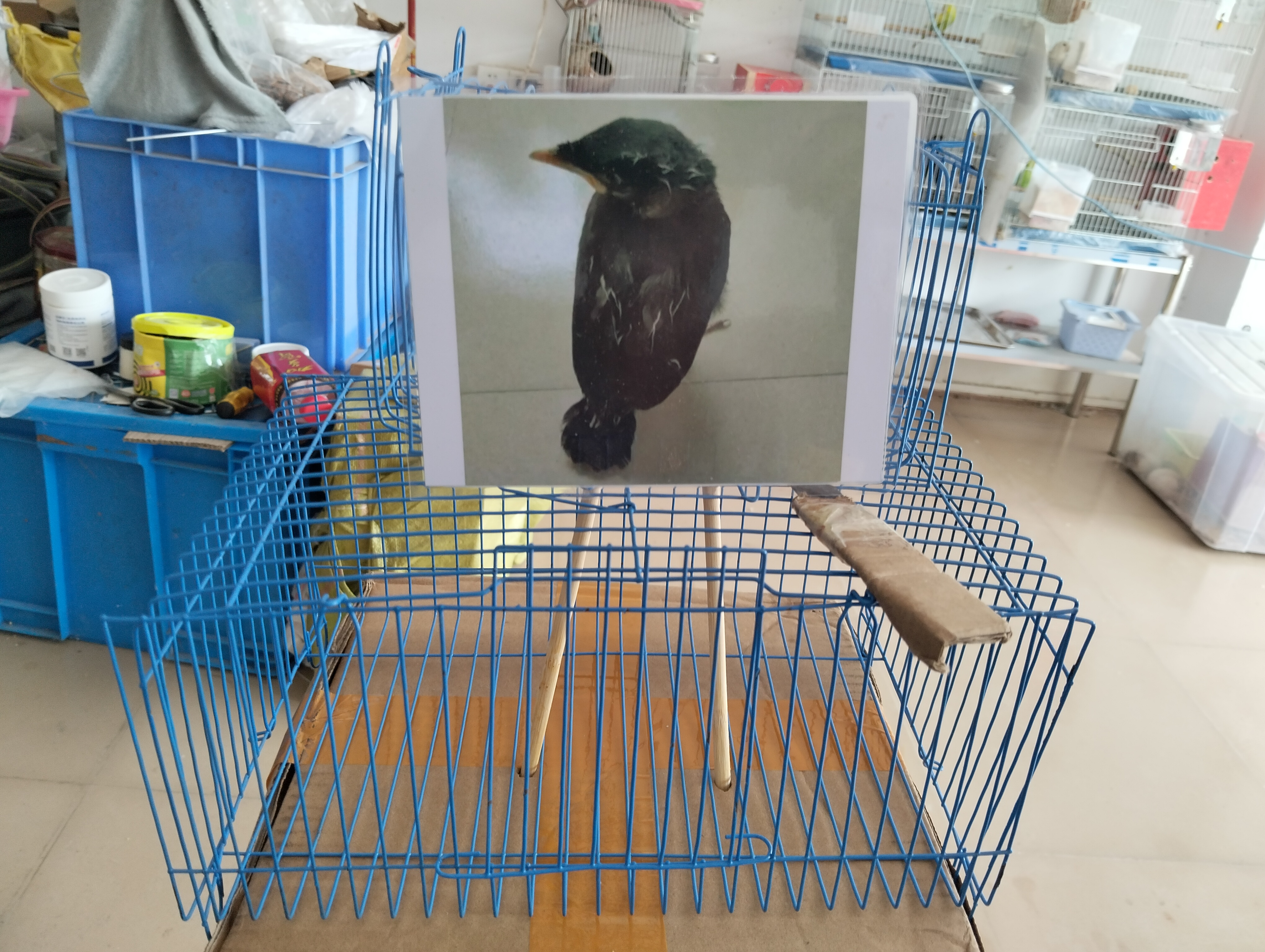 广东牌半毛黑八哥用品营养专用