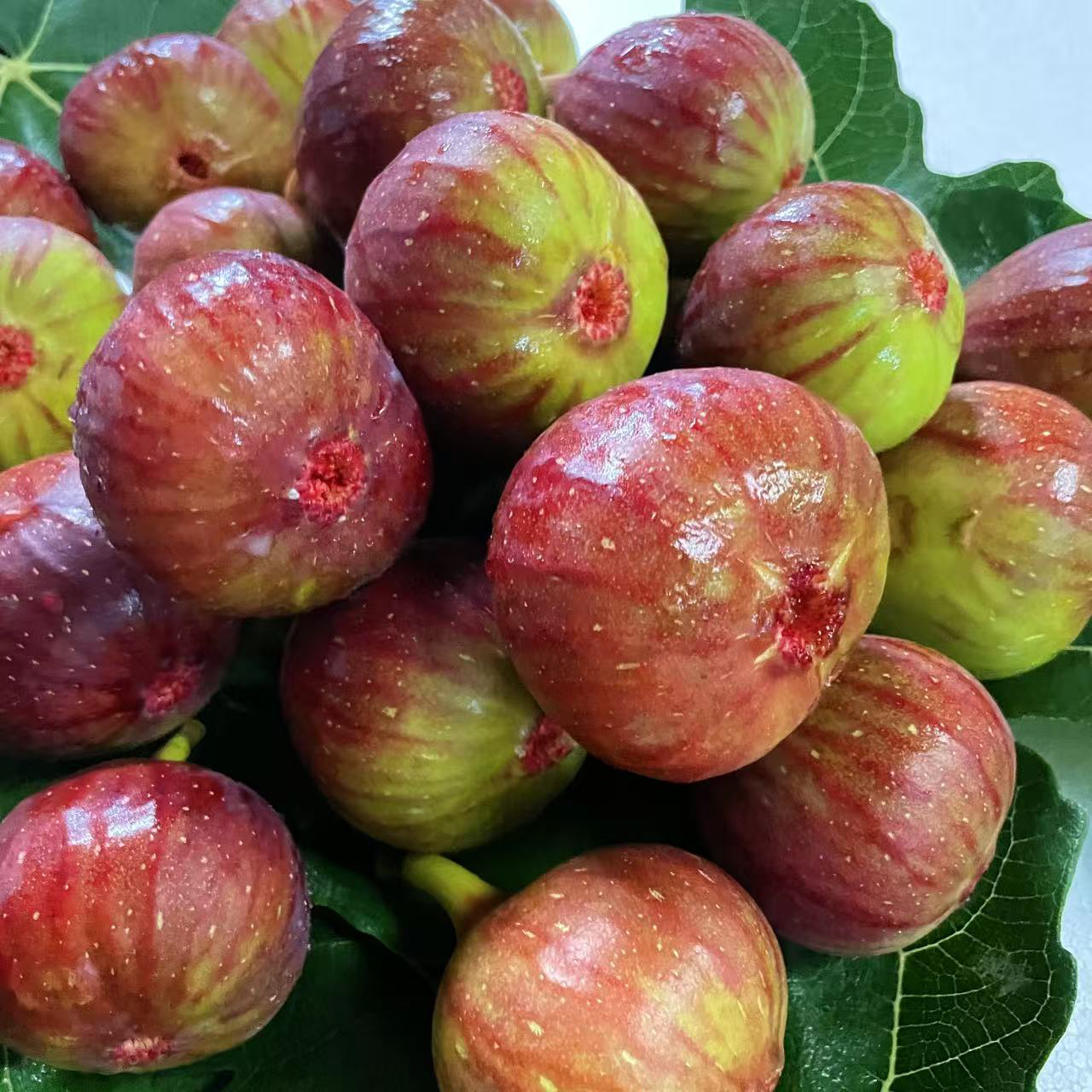 爆款热卖新鲜红皮无花果自然成熟皮薄肉产地现摘现发