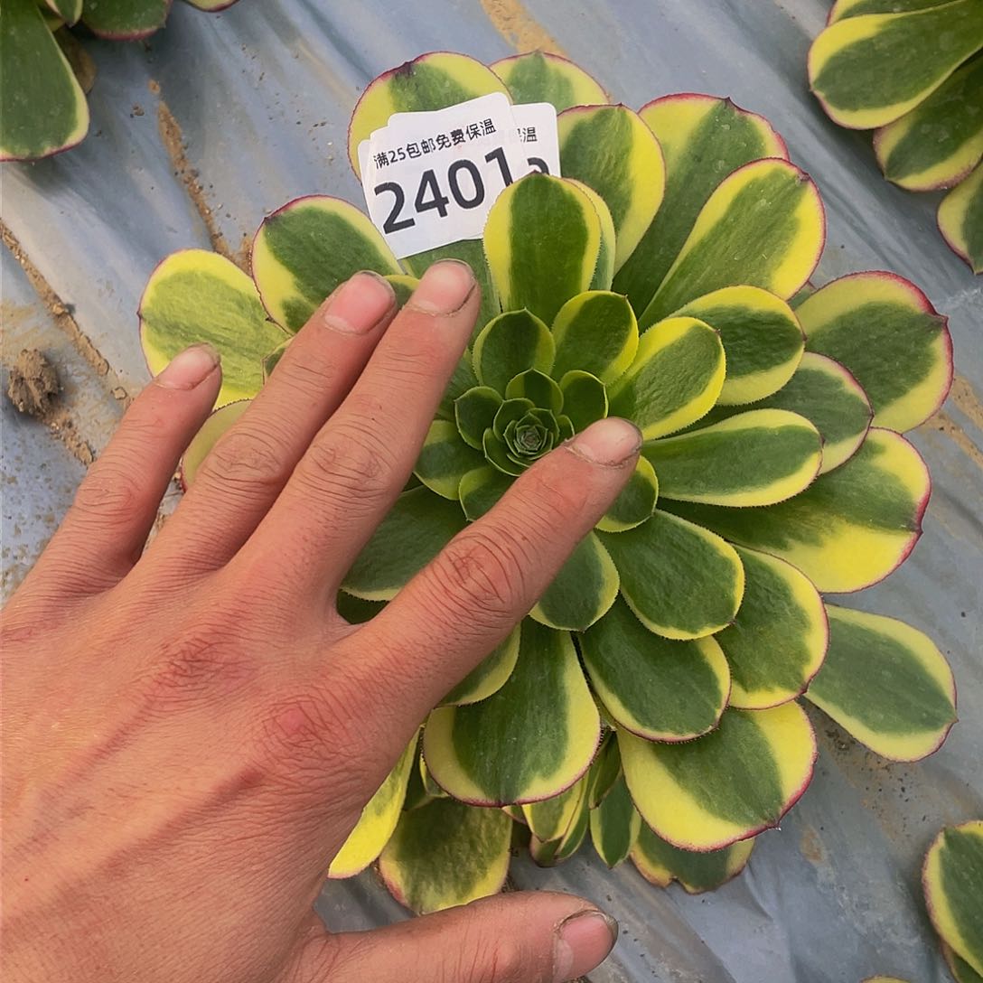 2401奶白多肉植物