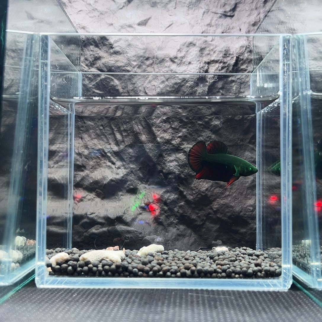 斗鱼精品精品精品精品精品