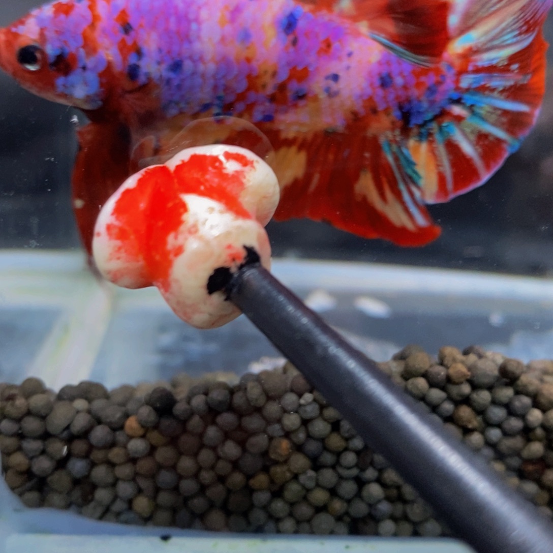 斗鱼355巨斗111星1