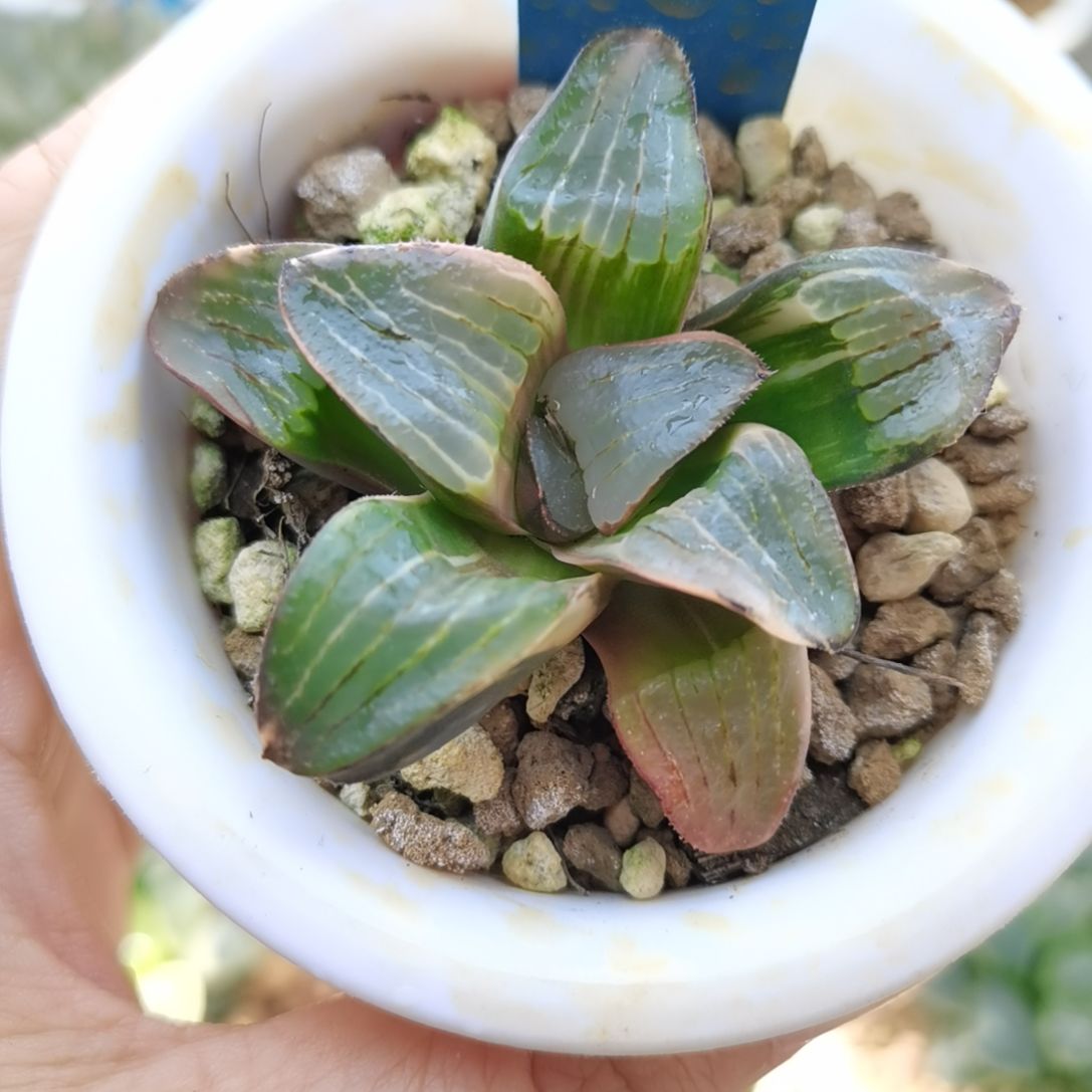 92号史扑锦一物一拍带盆土发货满38包邮