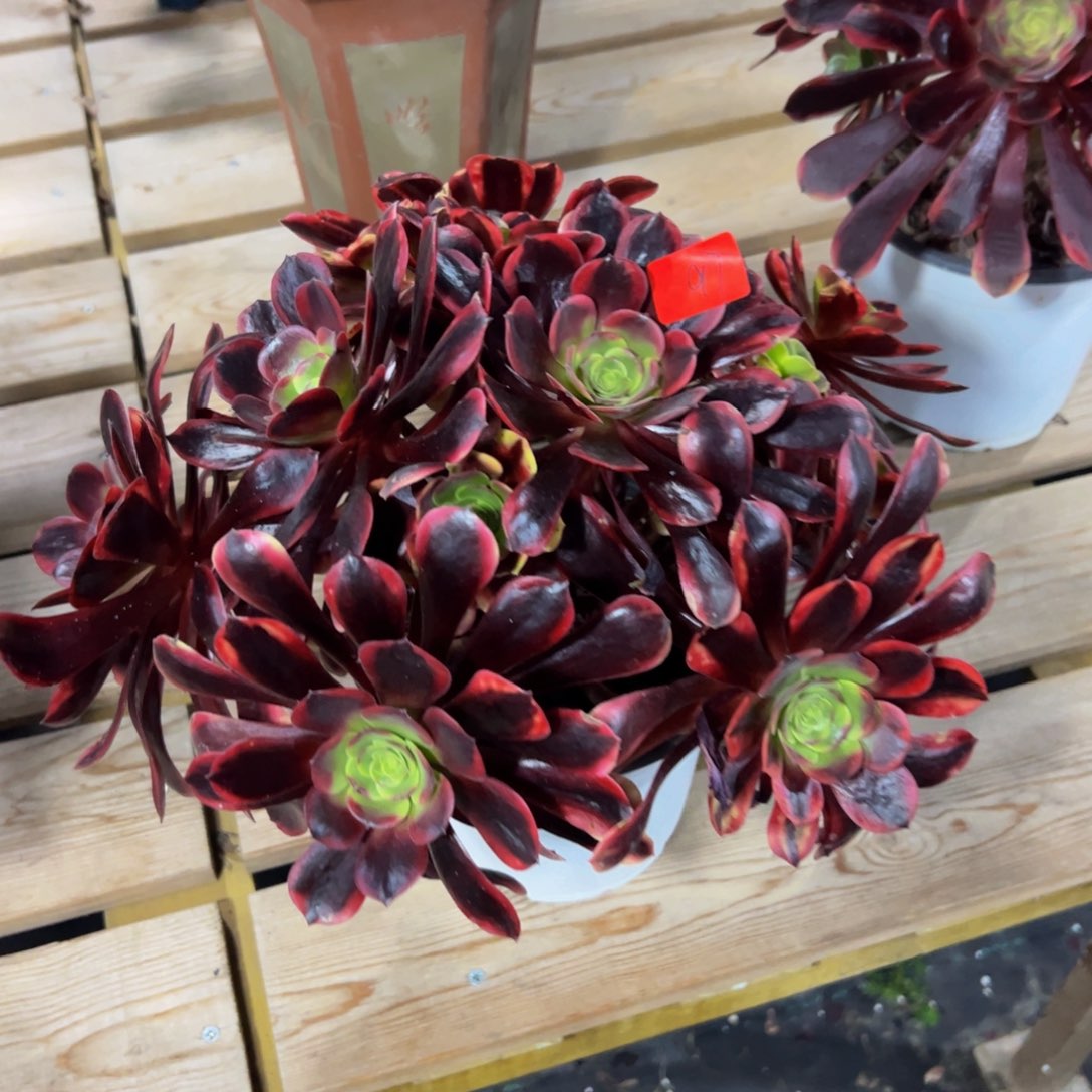 97炖肉植物发货欧嘉莉