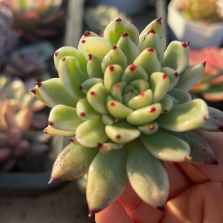 瓜锦多肉植物福利出