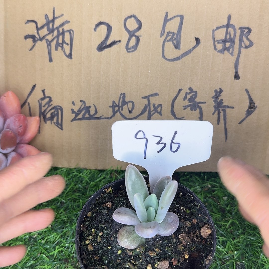 云南多肉小栈936栗子星球