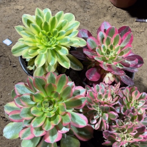 556多肉植物组合