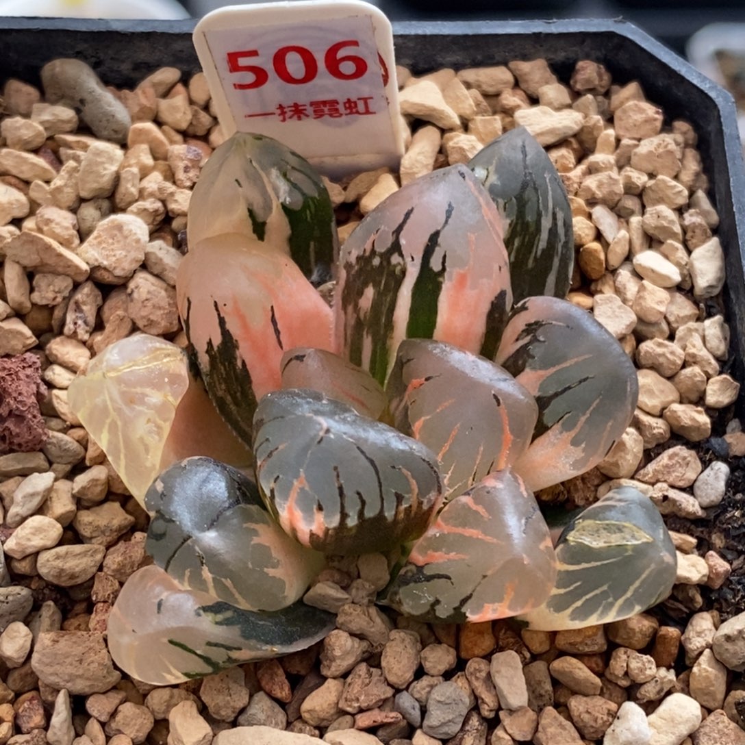506号黑水晶玉露锦带盆发货