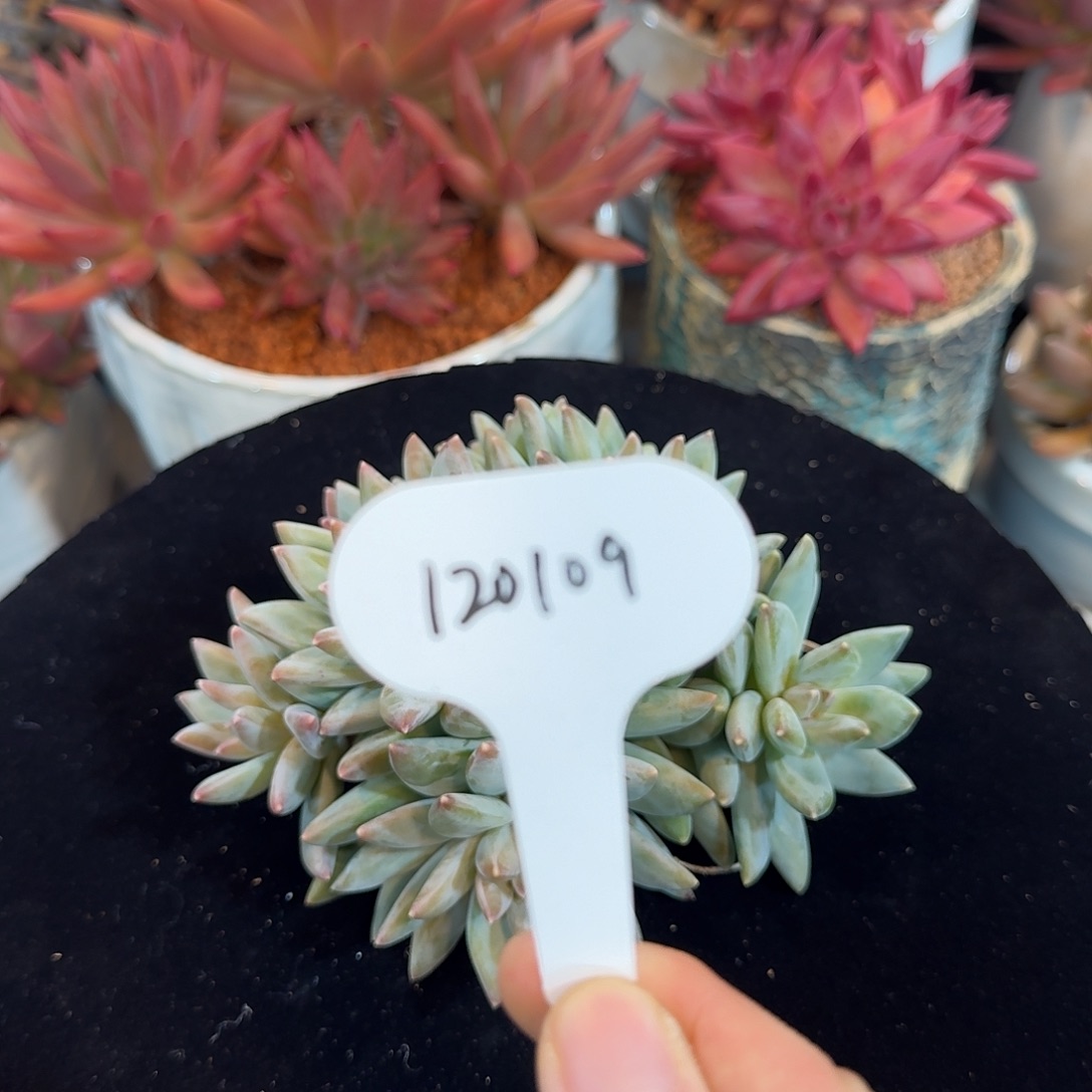 精品多肉植物120109