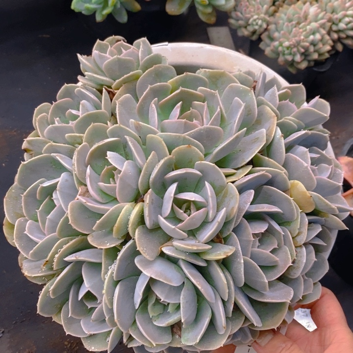  夏悅多肉0225-97鲁氏