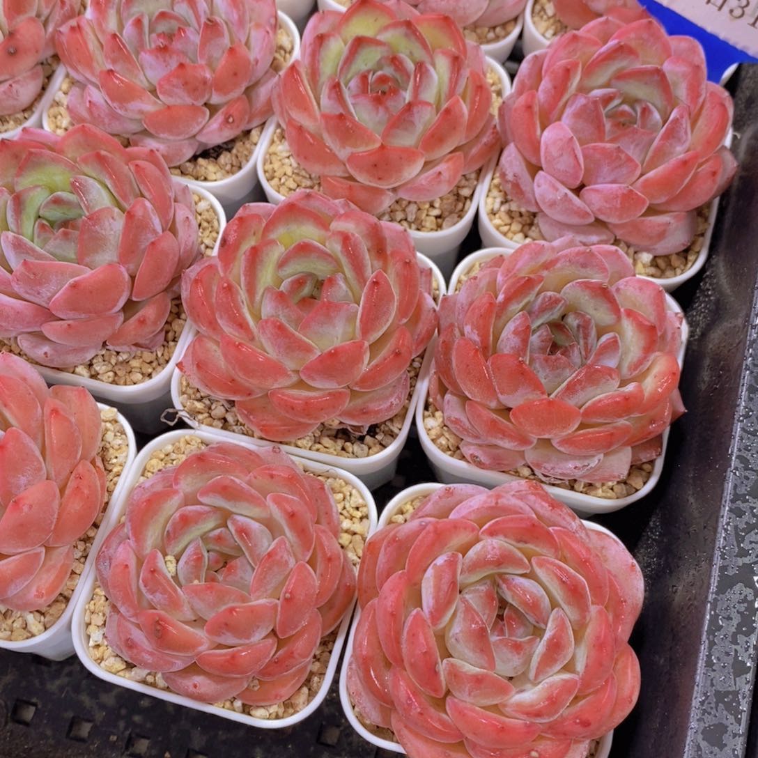 量拍31号 精品草莓杏仁单头两个