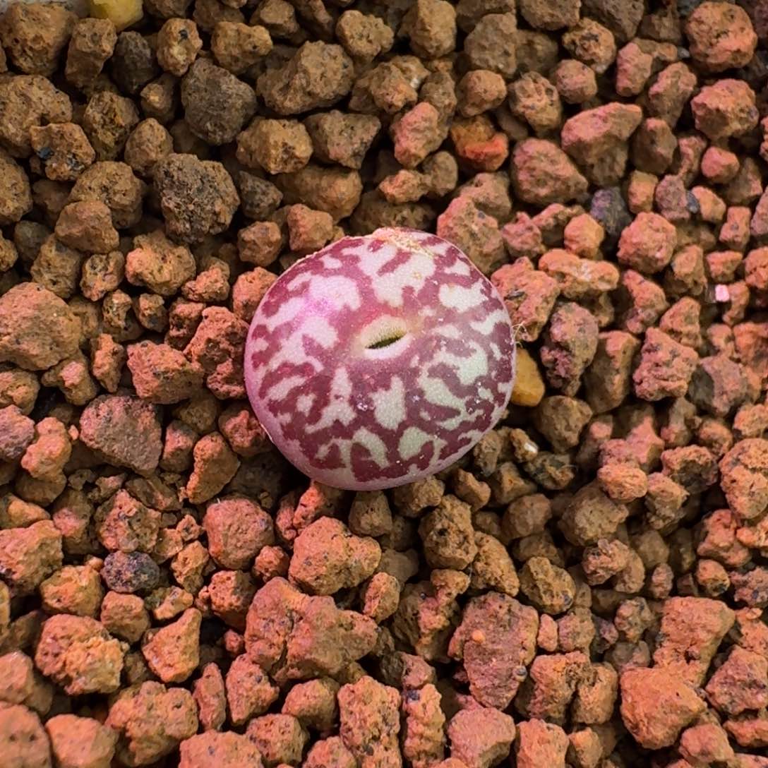 云缦精品番杏22.4 粗纹墨 开播福利