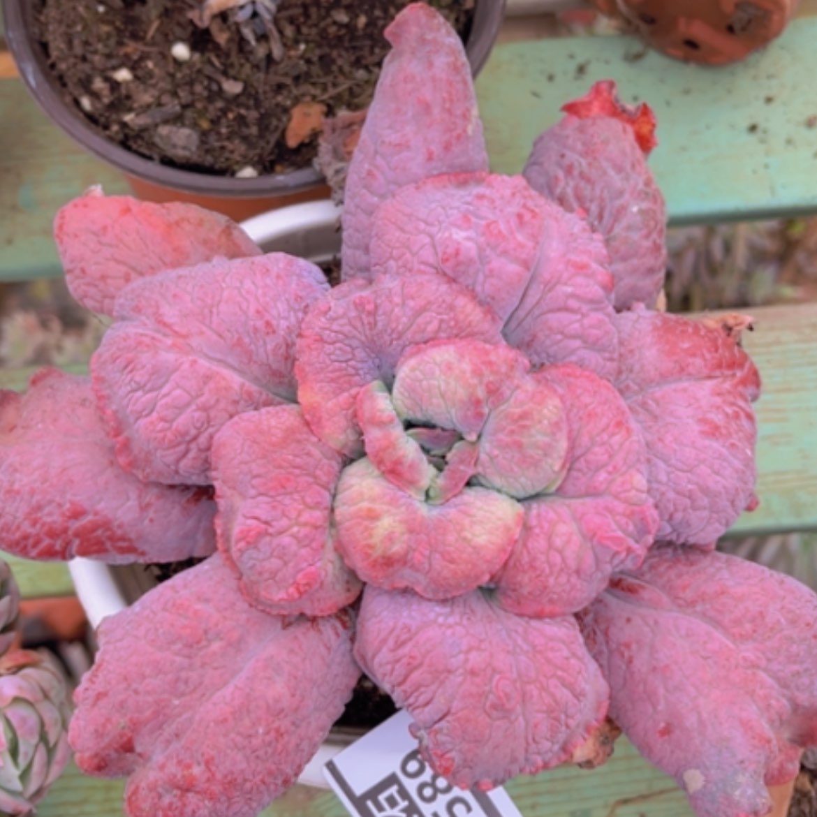 【闪购商品】男爵0589