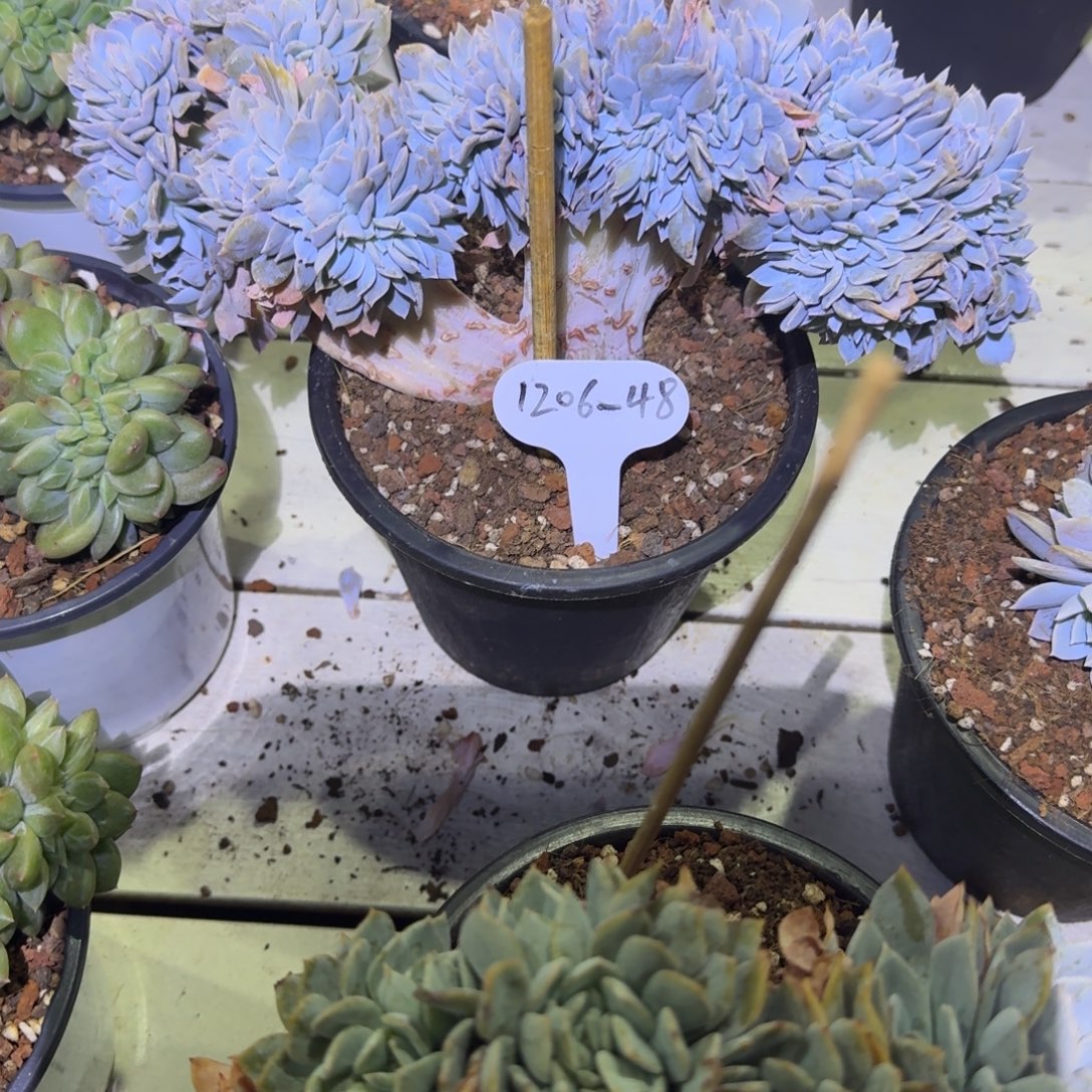 始***雾1206-48白茶缀化脱土发货