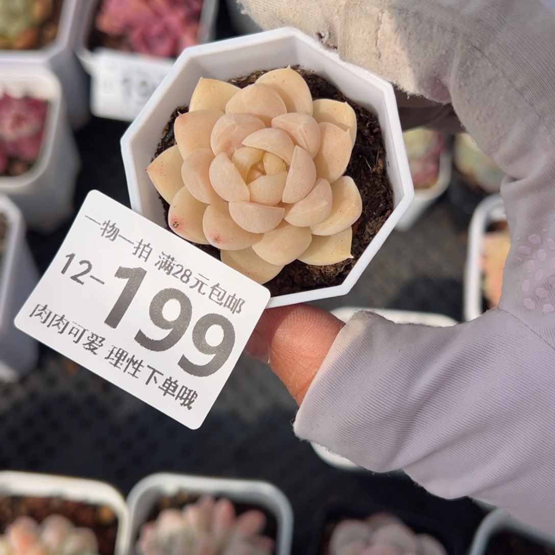 白梦单头多肉单头多肉